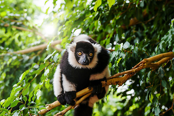 포토 JPG 해외이미지 나무 동물 응시 여자 남자 얼굴 야생동물 포유류 아프리카 자연 털 동물원 사람없음 컬러풀 검은색 흰색 나뭇가지 원숭이 황무지 숲 열대우림 호기심 꼬리 오르기 멸종 서식지 유인원 동물상 마다가스카르 여우원숭이 이국적 초식 해외202004 해외포토 식물 시선 감정 나라 컬러 컨셉 모션 사람 신체부위 조형물 생태계 파일형식