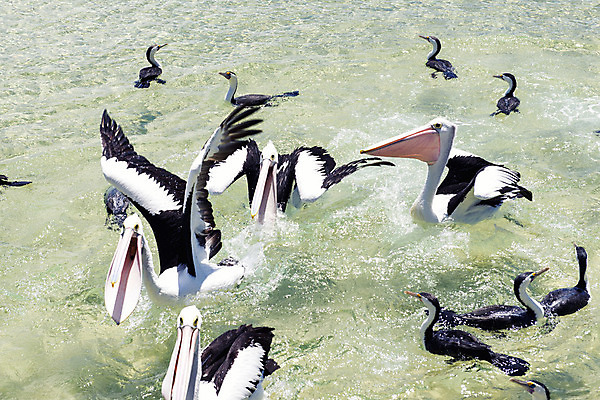 포토 JPG 해외이미지 자연 조류 사람없음 야외 물 호주 펠리컨 부리 물새 수유 해외202004 해외포토 자연요소 동물 오세아니아 생태계 파일형식