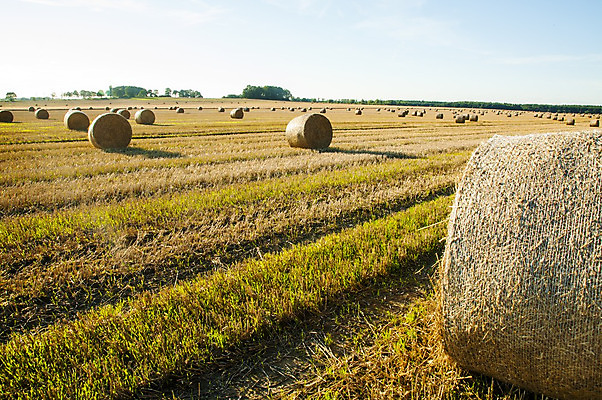 포토 JPG 해외이미지 나무 밭 농업 자연 건조 풍경 초원 사람없음 야외 농작물 농장 농경지 수확 추수 가을 볏짚 밀 보리 밀짚 밭일 호밀 해외202004 해외포토 식물 계절 산업 곡류 짚 생태계 파일형식