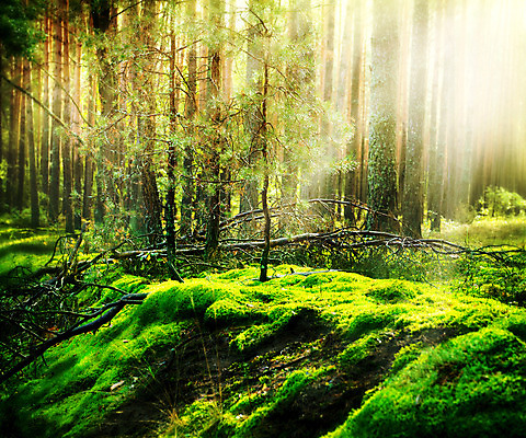 포토 JPG 해외이미지 나무 계절 공원 여행 백그라운드 자연 이끼 풍경 사람없음 목재 빛 햇빛 태양 일몰 하이킹 안개 광선 가을 나뭇가지 시골 소나무 황무지 숲 수분 열대우림 땅 장면 내추럴 깊이 뿌연 삼림지대 생태학 해외202004 해외포토 자연요소 식물 공공시설 교육 재료 레저 날씨 노을 생태계 파일형식