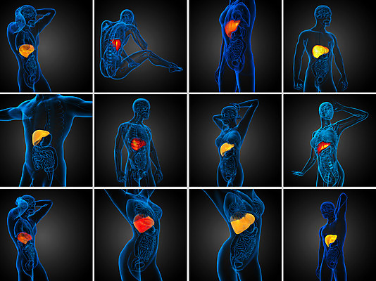 포토 JPG 해외이미지 해부 사람 사람없음 3D 오르간 신장 간 방광 췌장 지라 해외202004 해외포토 의학 장기_의학 건반악기 비뇨기관 디지털합성 파일형식
