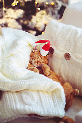 포토 JPG 해외이미지 나무 라이프스타일 포즈 가구 컨셉 쿠션 크리스마스 겨울 의자 베개 휴식 주택 털 실내 따뜻함 사람없음 내부 장식 반려동물 귀여움 고양이 방 흰색 축하 잠 담요 니트 안락의자 이벤트의상 리빙 해외202004 해외포토 식물 동물 옷 계절 기념일 컬러 생활용품 상의 포유류 침구 건물 생활 파일형식