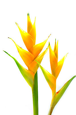 포토 JPG 해외이미지 식물 계절 꽃잎 꽃 아시아 줄기 잎 꽃무늬 오렌지 태국 자연 동양인 사람없음 장식 빨간색 초록색 컬러풀 노란색 머리 정원 봄 벚꽃 닫기 묘사 싱글 원예 심플 발리 남쪽 내추럴 싱가폴 강렬 고립 이국적 파라다이스 해외202004 해외포토 나라 컬러 섬 무늬 과일 모션 인종 취미 신체부위 방향 생태계 인도네시아 파일형식