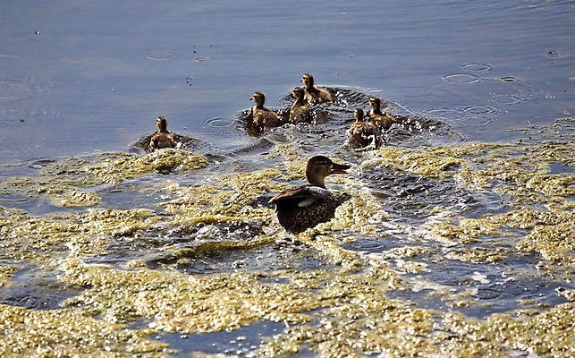 포토 JPG 해외이미지 동물 야생동물 캐나다 자연 엄마 오리 종류 사람없음 가로 디지털 연못 행운 보호 생태계 물새 서식지 철새 내추럴 길가 동물상 암탉 해외202004 해외포토 컨셉 북아메리카 가족 조류 조형물 닭 암컷 파일형식