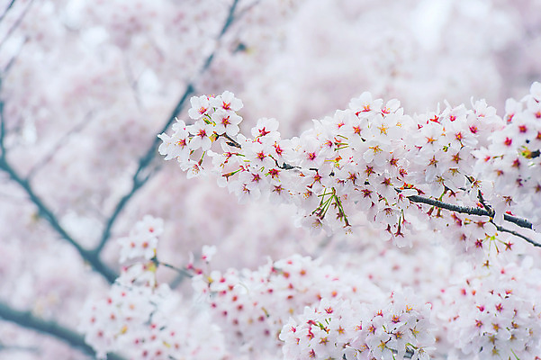포토 JPG 해외이미지 나무 식물 계절 꽃 분홍색 백그라운드 꽃무늬 과일 자연 친절 서울 한국 동양인 사람없음 정원 축제 봄 벚꽃 흰색 나뭇가지 신선 개화 체리 닫기 4월 묘사 부드러움 내추럴 블러 해외202004 해외포토 아시아 컬러 무늬 모션 인종 감각 날짜 생태계 파일형식