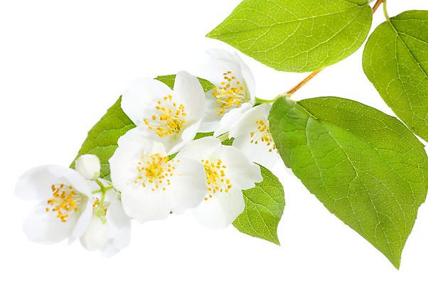 포토 JPG 해외이미지 식물 꽃잎 꽃 백그라운드 잎 꽃무늬 자연 사람없음 초록색 봄 벚꽃 흰색 나뭇가지 축하 우아함 닫기 5월 다발 향수 원예 향기 아로마 슛 부드러움 아로마테라피 고립 꽃수술 취급주의 해외202004 해외포토 나무 계절 컬러 컨셉 무늬 모션 경고 취미 화장품 감각 날짜 생태계 냄새 테라피 파일형식