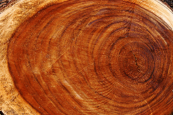 포토 JPG 해외이미지 식물 디자인 벽 가구 백그라운드 패턴 자연 벽지 표면 날씨 바닥 주택 외벽 사람없음 건물 목재 세로 울타리 갈색 줄무늬 골동품 소나무 판넬 거친 널 낟알 목수 질감 목공예 잡동사니 내추럴 그런지 사생활 수목 옛날 줄서기 해외202004 해외포토 나무 직업 건축물 컬러 생활용품 무늬 재료 모션 담장 공예 생태계 파일형식