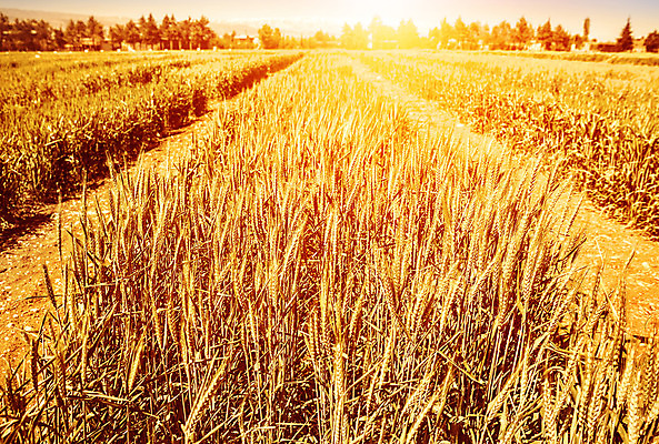 포토 JPG 해외이미지 식물 계절 산업 문화 음식 줄기 단풍 밭 농업 자연 하늘 날씨 건조 씨앗 풍경 사람없음 야외 빛 농작물 햇빛 태양 농장 노란색 일출 맑음 일몰 수확 성장 가을 시골 황금 낟알 밀 유기농 보리 밀짚 밭일 숙성 호밀 해외202004 해외포토 자연요소 웰빙 컬러 잎 곡류 노을 짚 생태계 파일형식