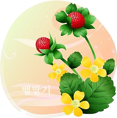 EPS 클립아트 식물 꽃 컬러 백그라운드 일러스트 봄꽃 자연 사람없음 빨간색 노란색 들꽃 뱀딸기 뱀딸기꽃 국내일러스트 봄 생태계 딸기꽃 파일형식 벡터