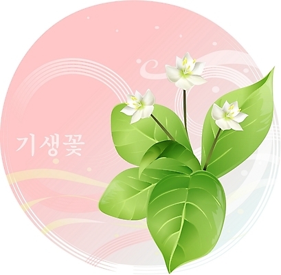 EPS 클립아트 식물 꽃 백그라운드 일러스트 여름꽃 자연 사람없음 들꽃 흰색 기생꽃 국내일러스트 컬러 생태계 파일형식 벡터 여름_계절