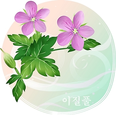 EPS 클립아트 식물 꽃 컬러 백그라운드 일러스트 자연 가을꽃 사람없음 보라색 국내일러스트 생태계 파일형식 벡터 가을_계절