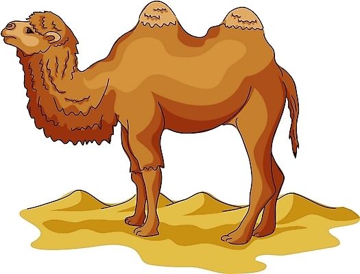 EPS 클립아트 동물 척추동물 한마리 육지동물 야생동물 모래 일러스트 포유류 사람없음 사막 낙타 쌍봉낙타 국내일러스트 1 파일형식 벡터