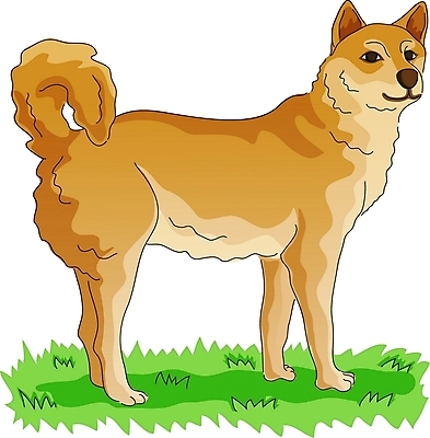 EPS 클립아트 동물 척추동물 한마리 육지동물 반려견 일러스트 포유류 사람없음 반려동물 개 진돗개 국내일러스트 1 파일형식 벡터