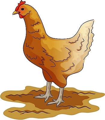 EPS 클립아트 동물 척추동물 한마리 일러스트 조류 사람없음 가축 닭 암탉 국내일러스트 1 암컷 파일형식 벡터