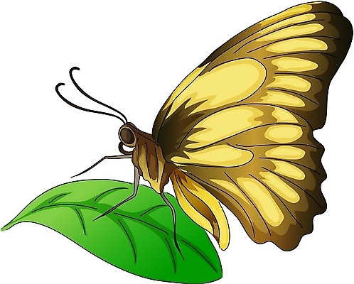 EPS 클립아트 동물 한마리 컬러 나비 곤충 절지류 일러스트 나뭇잎 사람없음 노란색 나비무늬 국내일러스트 1 잎 무늬 파일형식 벡터