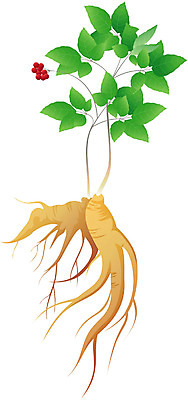 EPS 식물 일러스트 사람없음 약 약재 한약재 산삼 인삼 한약 국내일러스트 의학 삼 파일형식 벡터