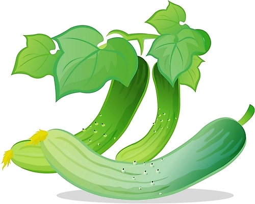 EPS 음식 채소 일러스트 식재료 오이 사람없음 농작물 국내일러스트 농업 파일형식 벡터