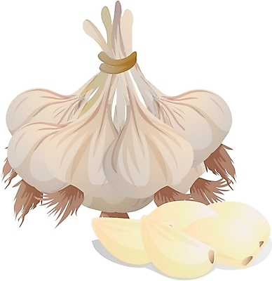 EPS 음식 채소 일러스트 식재료 마늘 사람없음 초록색 농작물 국내일러스트 컬러 농업 파일형식 벡터