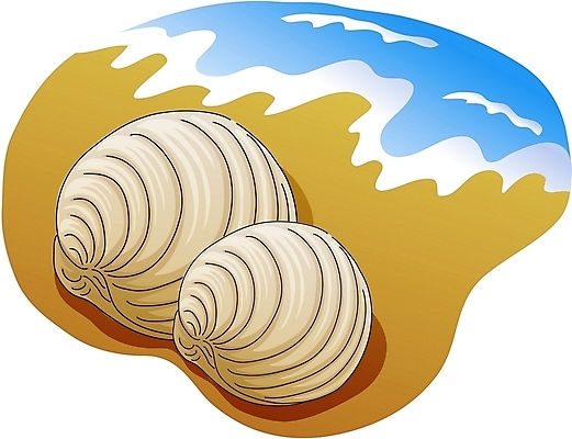 EPS 클립아트 동물 한마리 야생동물 모래 일러스트 조개 연체동물 해변 사람없음 국내일러스트 1 바다 어패류 무척추동물 파일형식 벡터