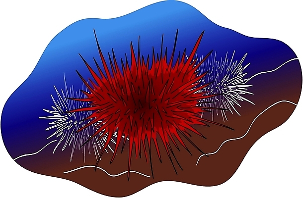 EPS 클립아트 동물 한마리 야생동물 일러스트 극피동물 어류 사람없음 바닷속 성게 국내일러스트 1 수중 수중동물 파일형식 벡터