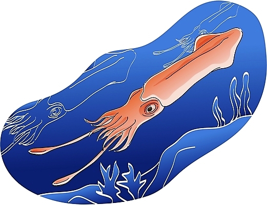 EPS 클립아트 동물 한마리 야생동물 일러스트 연체동물 어류 사람없음 바닷속 오징어 국내일러스트 1 무척추동물 수중 수중동물 파일형식 벡터