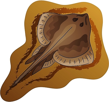 EPS 클립아트 동물 척추동물 한마리 야생동물 일러스트 어류 사람없음 홍어 국내일러스트 1 수중동물 파일형식 벡터