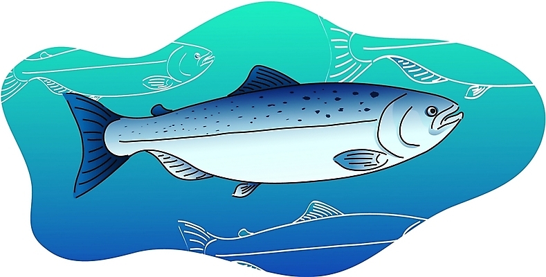 EPS 클립아트 동물 척추동물 한마리 야생동물 일러스트 어류 사람없음 바닷속 연어 국내일러스트 1 수중 수중동물 파일형식 벡터