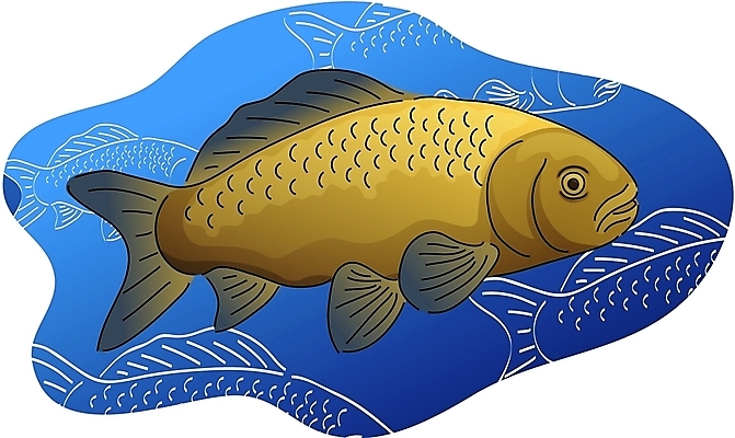 EPS 클립아트 동물 척추동물 한마리 야생동물 일러스트 육류 어류 사람없음 잉어 국내일러스트 1 식재료 수중동물 파일형식 벡터