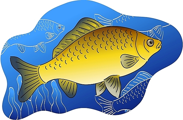 EPS 클립아트 동물 척추동물 한마리 야생동물 일러스트 어류 사람없음 붕어 국내일러스트 1 수중동물 파일형식 벡터