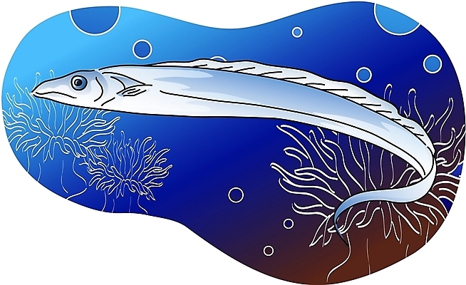EPS 클립아트 동물 척추동물 한마리 야생동물 일러스트 어류 사람없음 갈치 국내일러스트 1 수중동물 파일형식 벡터