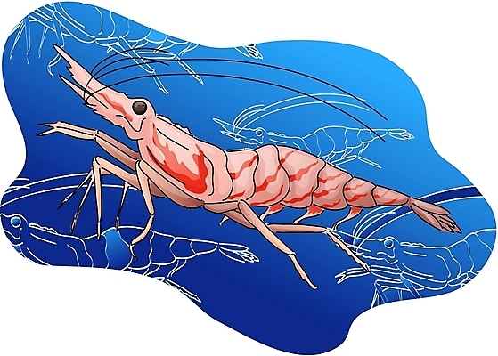EPS 클립아트 동물 한마리 야생동물 절지류 일러스트 새우 갑각류 사람없음 바닷속 국내일러스트 1 수중 파일형식 벡터
