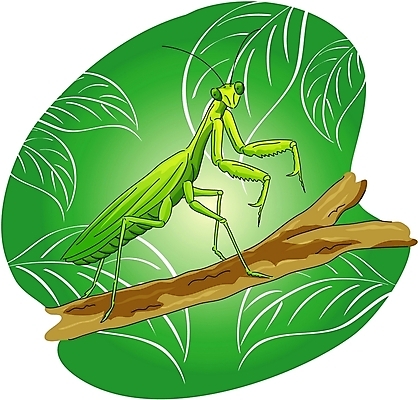 EPS 클립아트 동물 한마리 곤충 절지류 일러스트 사람없음 나뭇가지 사마귀 국내일러스트 나무 1 파일형식 벡터