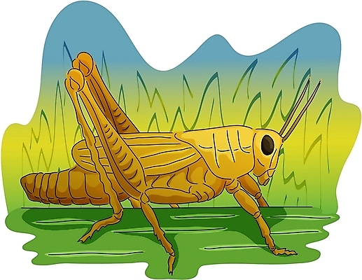 EPS 클립아트 동물 한마리 곤충 절지류 일러스트 사람없음 메뚜기 국내일러스트 1 파일형식 벡터