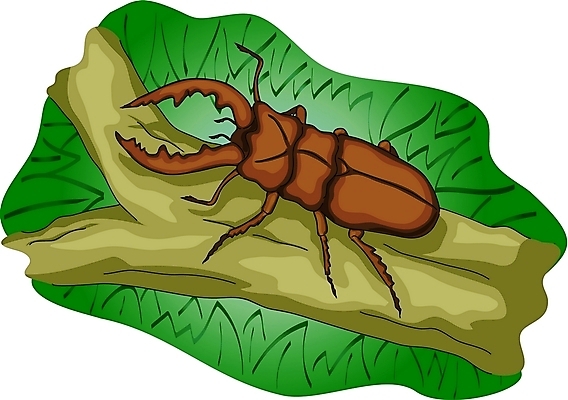 EPS 클립아트 나무 동물 한마리 곤충 절지류 일러스트 사람없음 나뭇가지 사슴벌레 국내일러스트 식물 1 파일형식 벡터