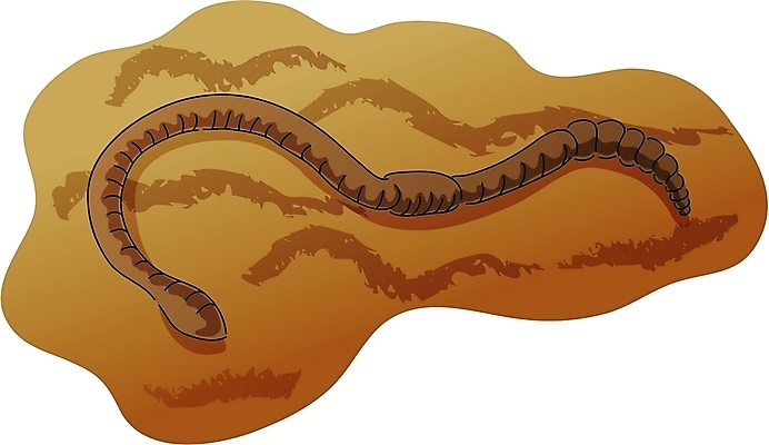 EPS 클립아트 동물 한마리 야생동물 일러스트 사람없음 지렁이 국내일러스트 1 파일형식 벡터