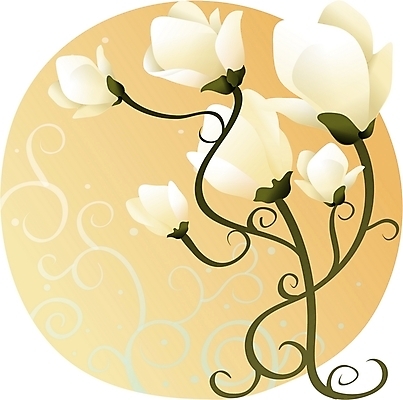 EPS 클립아트 식물 꽃 백그라운드 일러스트 봄꽃 자연 사람없음 흰색 목련 국내일러스트 컬러 봄 생태계 파일형식 벡터