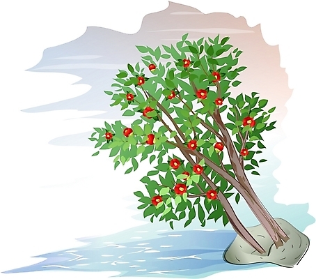 EPS 클립아트 나무 식물 꽃 바다 일러스트 자연 한그루 사람없음 야외 겨울꽃 동백 동백나무 국내일러스트 1 겨울 생태계 파일형식 벡터