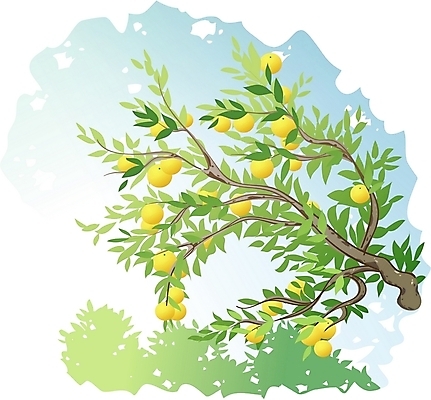 EPS 주간 클립아트 나무 식물 일러스트 한그루 사람없음 야외 오렌지나무 국내일러스트 자연요소 1 파일형식 벡터