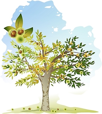 EPS 주간 클립아트 나무 식물 일러스트 한그루 사람없음 야외 밤 밤나무 국내일러스트 자연요소 1 견과류 밤_견과류 파일형식 벡터