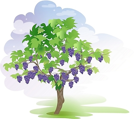 EPS 주간 클립아트 나무 식물 열매 과일 일러스트 포도 한그루 사람없음 야외 포도나무 국내일러스트 자연요소 1 과일나무 파일형식 벡터