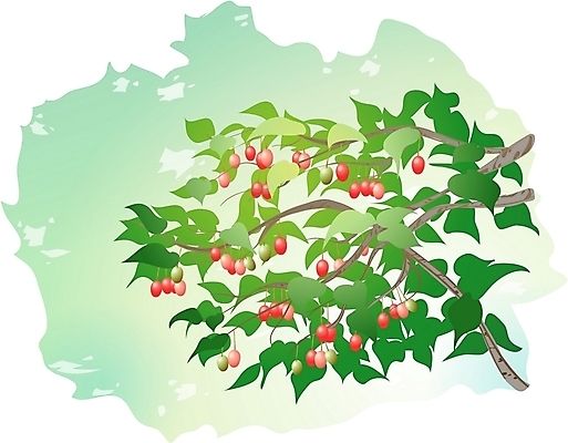 EPS 클립아트 나무 식물 일러스트 한그루 사람없음 보리수 국내일러스트 1 열매 파일형식 벡터