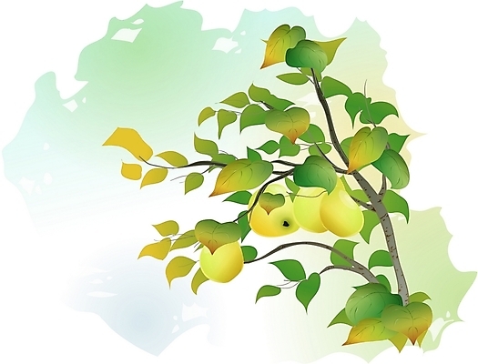 EPS 클립아트 나무 식물 일러스트 사람없음 모과 모과나무 모과열매 국내일러스트 열매 과일 파일형식 벡터