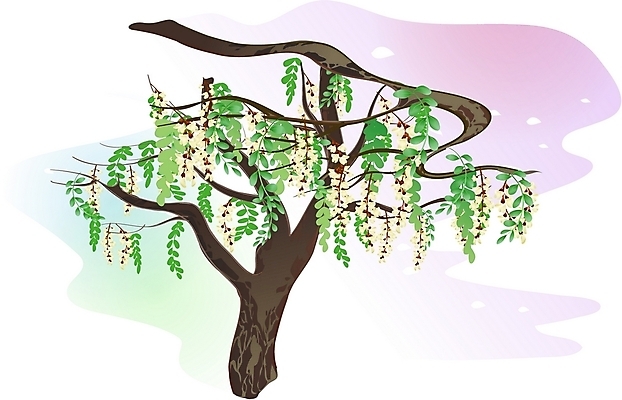 EPS 클립아트 나무 식물 꽃 일러스트 봄꽃 자연 한그루 사람없음 아카시아 국내일러스트 1 봄 생태계 파일형식 벡터