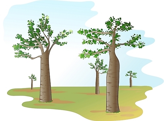 EPS 주간 클립아트 나무 식물 일러스트 사람없음 야외 바오밥나무 국내일러스트 자연요소 파일형식 벡터