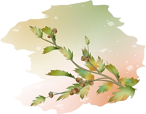 EPS 클립아트 나무 식물 일러스트 사람없음 상수리나무 국내일러스트 파일형식 벡터