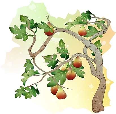 EPS 클립아트 나무 식물 일러스트 한그루 사람없음 무화과 무화과나무 무화과열매 국내일러스트 1 열매 과일 파일형식 벡터