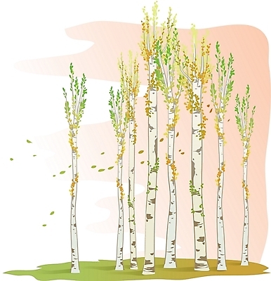 EPS 주간 클립아트 나무 식물 일러스트 사람없음 야외 자작나무 국내일러스트 자연요소 파일형식 벡터