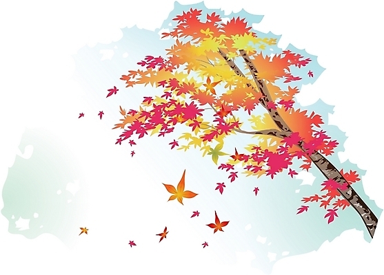 EPS 클립아트 나무 식물 단풍 낙엽 일러스트 단풍나무 한그루 사람없음 떨어짐 흩날리기 국내일러스트 1 컨셉 잎 모션 파일형식 벡터