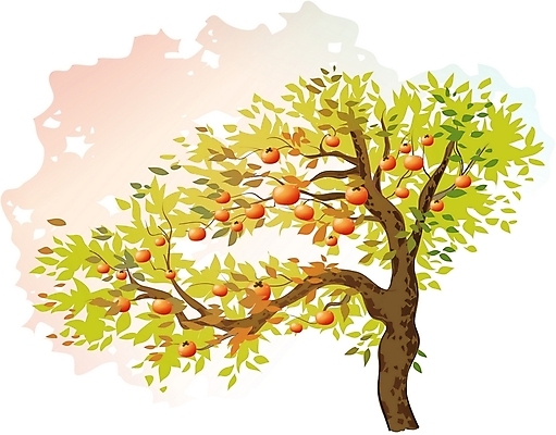 EPS 클립아트 나무 식물 열매 일러스트 한그루 감 사람없음 감나무 국내일러스트 1 과일 파일형식 벡터