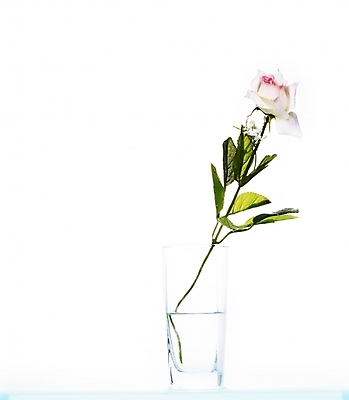 포토 JPG 스튜디오촬영 식물 꽃 한송이 여름꽃 유리병 실내 누끼 사람없음 세로 초록색 장미 꽃병 봄 흰색 물컵 국내포토 1 계절 컬러 병_용기 내부 컵 송이 파일형식 여름_계절